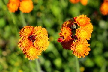 Orange summer flowers