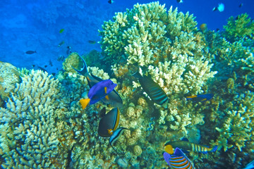 Fototapeta premium Multicolored fish swim over the coral reef.