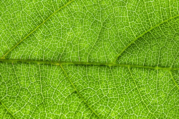  green leaf, macro, zoom blur