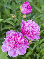 Flowering peonies in garden. 