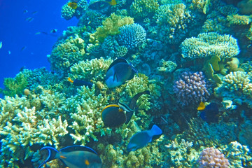 Fototapeta na wymiar Multicolored fish swim over the coral reef.