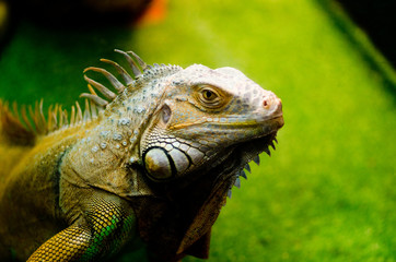 Obraz premium Iguana green 