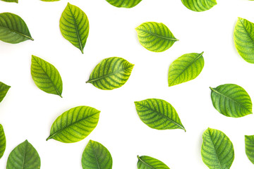 Fototapeta premium Top view shot of the green leaves flat lay on white background