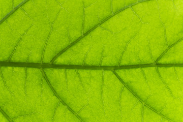 green leaf, macro, zoom