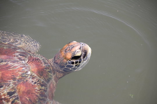 Green Sea Turtle, Chelonia Mydas / Nungwi, Zanzibar, Tanzania, Indian Ocean, Africa