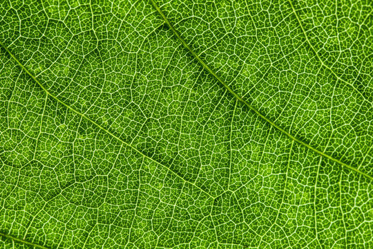 green leaf, macro, zoom, blur