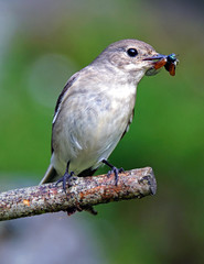 Ficedula hypolenca