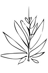 vector sketch of a plant twig and leaves