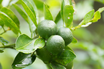 Lime fruit