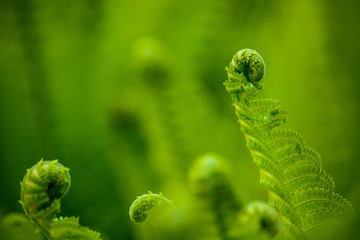 Close-up of fern