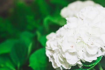 beautiful white flowers garden