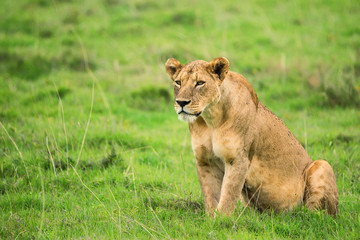 Obraz na płótnie Canvas Closeup of lioness