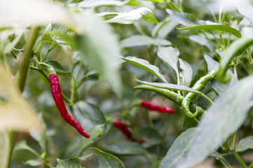 Red Peppers on the branch