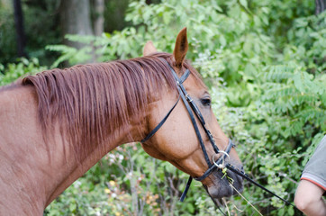 Racing horse head with halter