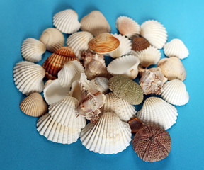 conch and shells