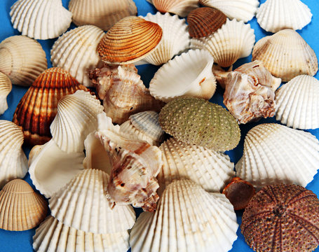 conch and shells