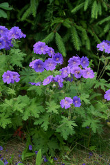 Geranium / cranesbills