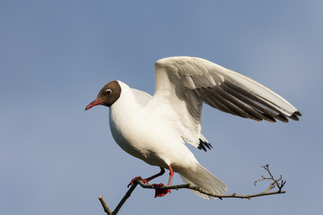 Black-headed gull sitting on branch trying to get equilibrium under wind with open wings in evening. Stupid and funny water bird in wildlife.