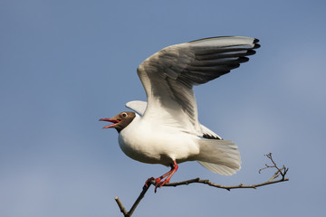 Black-headed gull sitting on branch trying to get equilibrium under wind with open wings and shouting in evening. Stupid and funny water bird in wildlife.