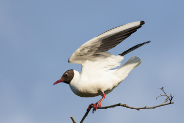 Black-headed gull sitting on branch trying to get equilibrium under wind with open wings in evening. Stupid and funny water bird in wildlife.