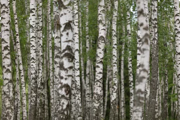 Peel and stick wall murals Birch Grove