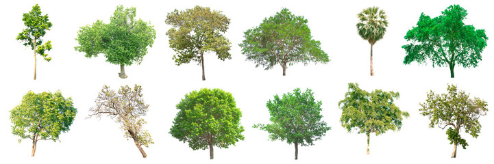 collection of tree on white background. (for gardening)	