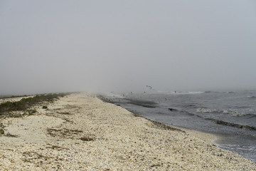 Seagulls contemplating a flight,  in a spring foggy day, at seaside, in Gura Portitei, Romania