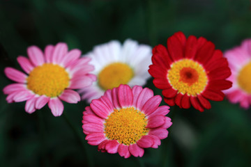 Obraz premium Multiple Colors daisies flowers on a bush