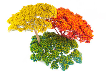 Mazzetto di achillea colorata © Lunipa