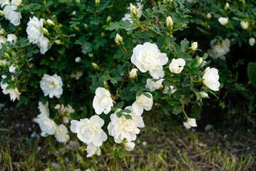 A bush of white dog rose in the garden.