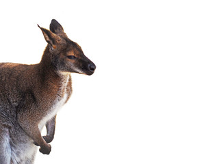 Portrait of a young kangaroo (Macropus), isolate on a white background
