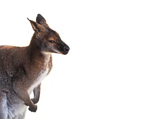 Papier Peint photo autocollant Kangourou Portrait of a young kangaroo (Macropus), isolate on a white background