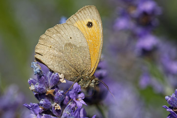 Kleines Wiesenvögelchen © JuergenL