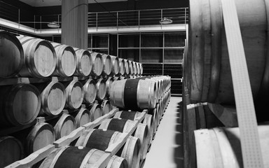 Oak wine barrels in modern winery