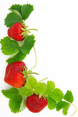 Fresh, ripe, juicy and mouth-watering strawberries with green leaves