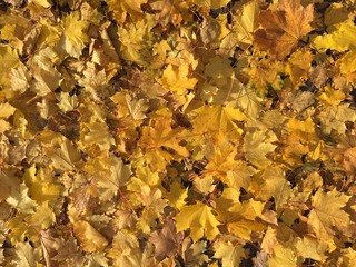 Dried yellow leaves on the ground during autumn