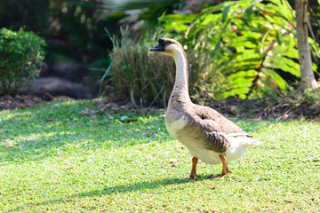 Male geese walking on grass.
