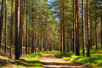 Pine forest.Forest road.