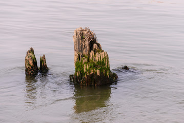 Old stump in river while low tide.