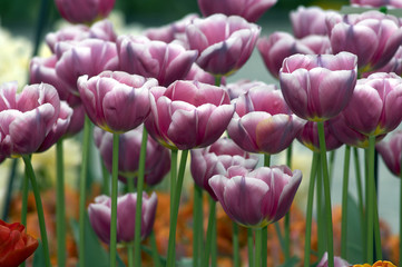 Tulipa