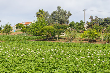 Fototapeta na wymiar Farm plantation in Santiago do Cacem