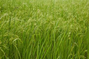 Jasmine Rice field