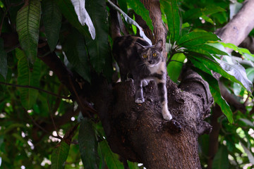 Cat playing funny on tree.