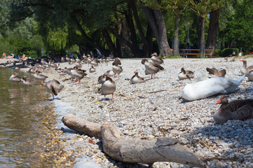 Geese and pitching on the beach of the lake. Ammer lake, Germany © Adamchuk