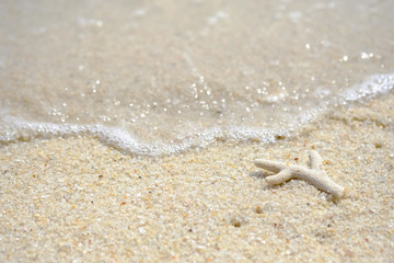 Coral broken and dead on the beach.