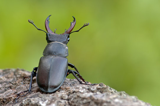 Close up of stag beetle