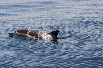 Obraz premium stenelle_03