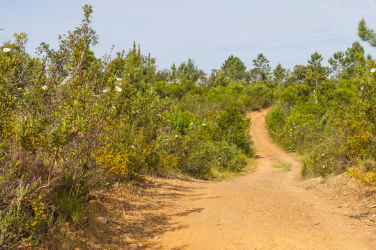 Trail with Esteva flowers and pines in Vale Seco, Santiago do Cacem