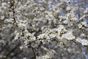 Lovely spring flowers.