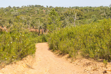 Trail with Cork tree forest and Esteva flowers in Vale Seco, Santiago do Cacem